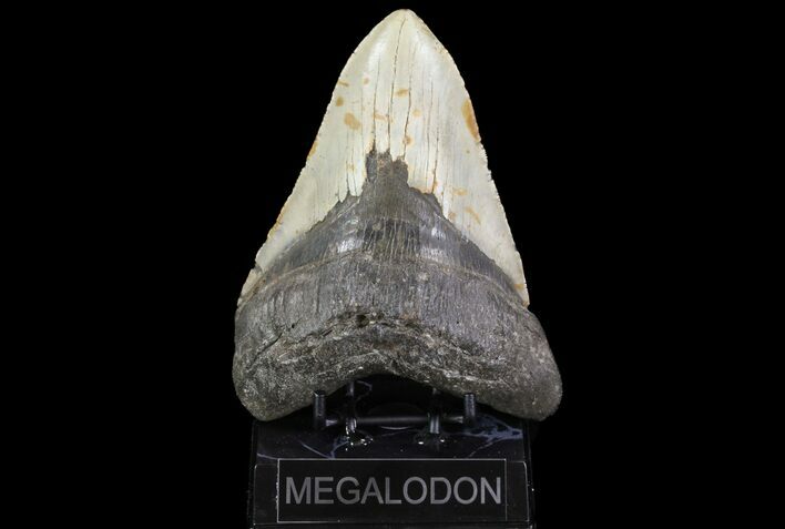 Huge, Fossil Megalodon Tooth - North Carolina #75511